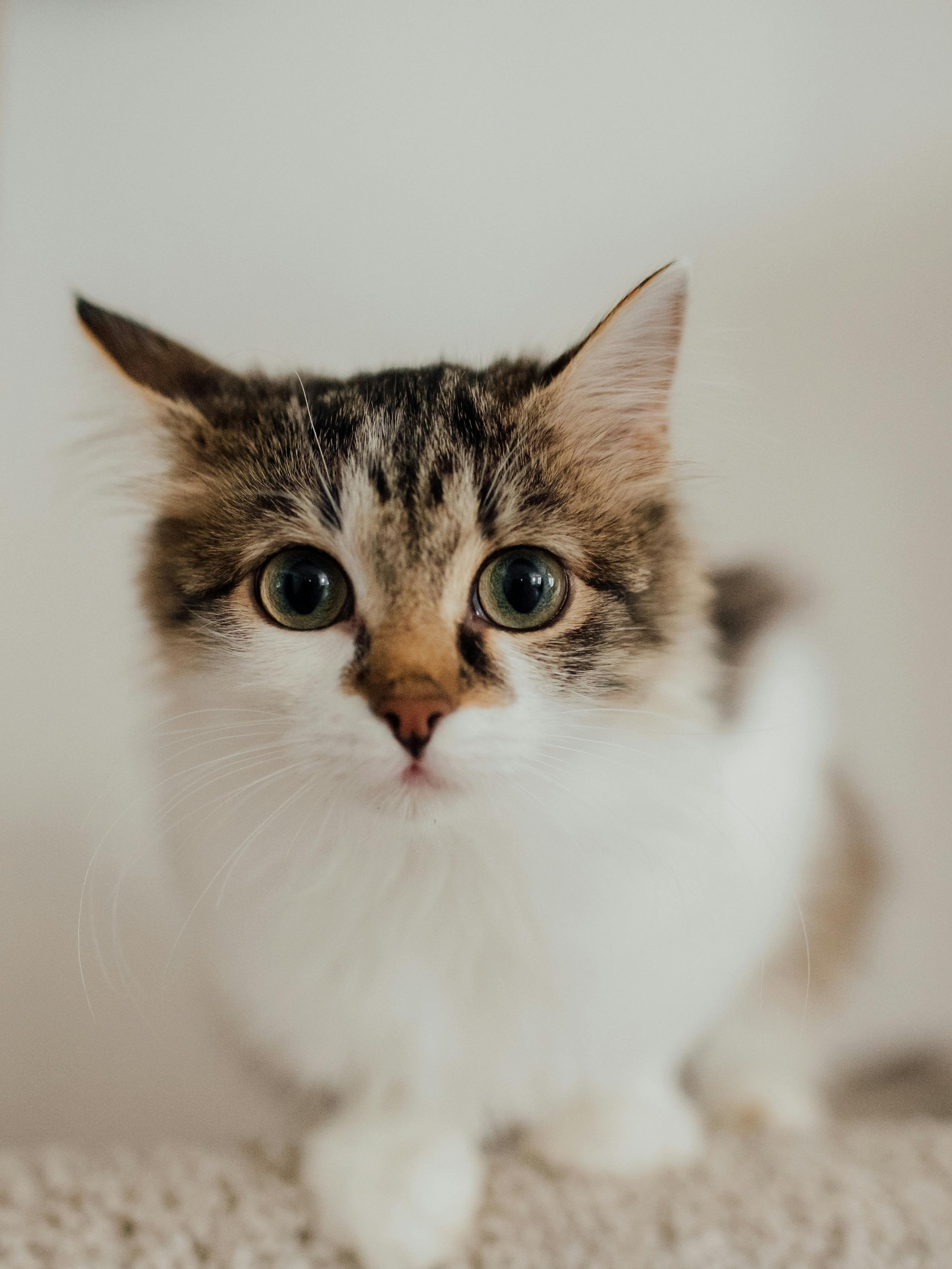 😻 고양이 카페 모카 라ウンジ 이케부쿠로 동쪽 출구점 (네코 카페 모카 라운지 이케부쿠로 히가시구치텐) 이미지 6